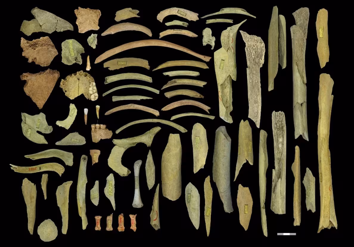 Collection de fragments d'ossements de Néandertaliens découverts dans la grotte de Goyet, en Belgique ; trois d'entre eux font l'objet de cette étude. 