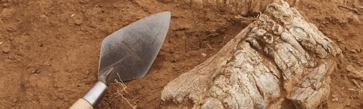 Hominidés et reconstruction d'hominidés