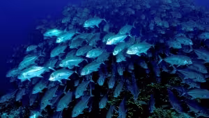 Comment les collectifs prennent-ils leurs décisions ?